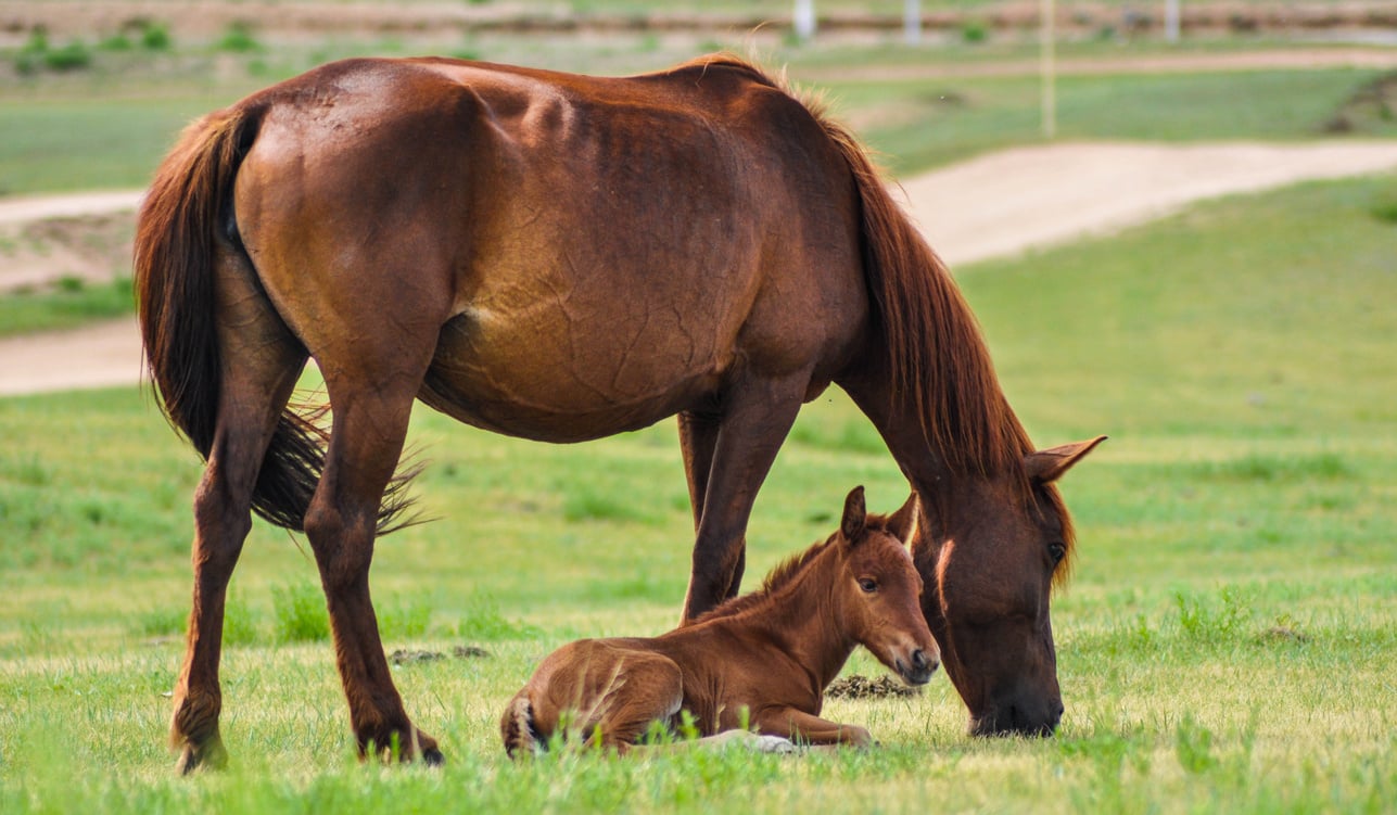 Horses in the Farm