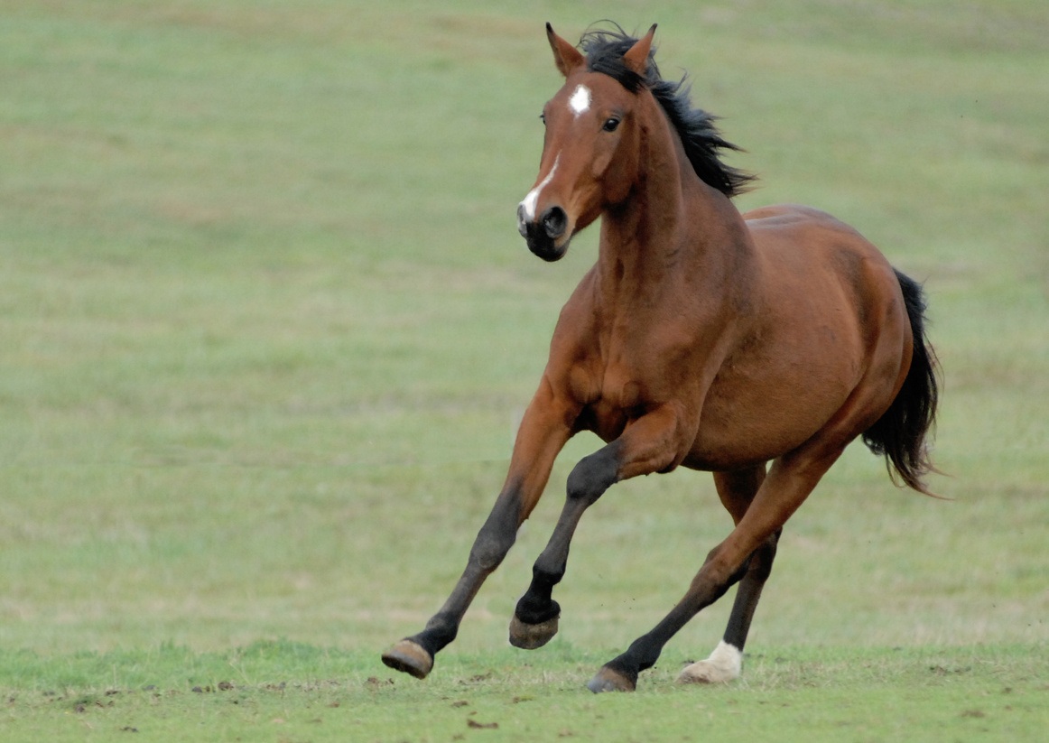 A Horse Running