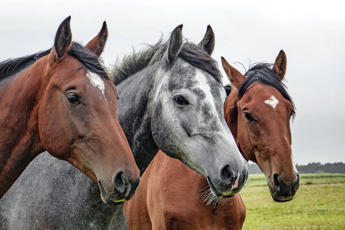 Horses in the Meadow